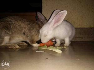 Male and female rabbit with good price