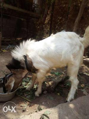 Male goat for sale 9 month old