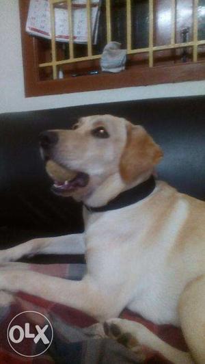 Male labrador available for mating