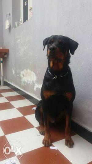 Male rott for sales,only 17 month old