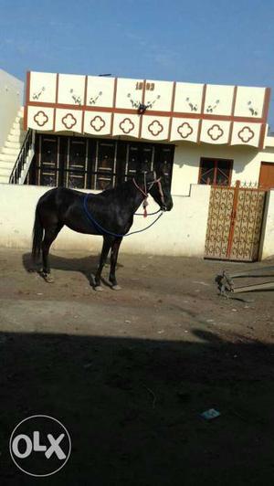 Marwari horse female