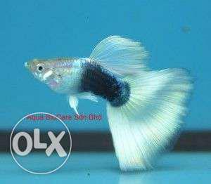 Milky guppy for sale(2 piece-50 rupees)
