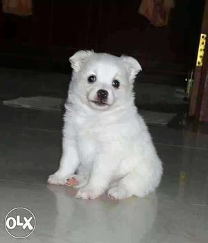 Milky white mini pomerian puppies original photo