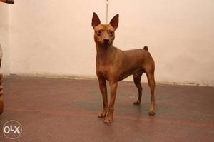 Min Pin Male Available For Meeting