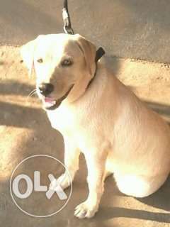 My dogi name lukey (lab)