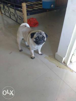My healthy pug is available for cross for further