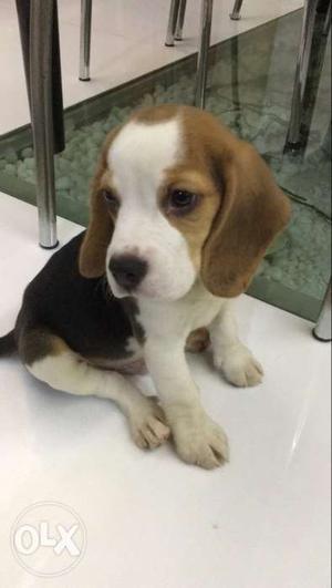 Need to give this beagle pup he is around  d