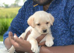 Now sell of labradore females in bhopal. contact
