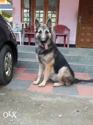 ONE year old mail dog. ORGINAL breed. pls contact soon...