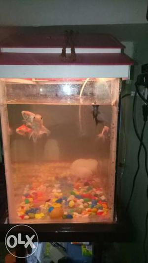 Only fish tank and stand stones cap