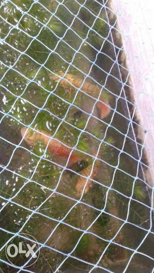 Orange Scale Koi Fish