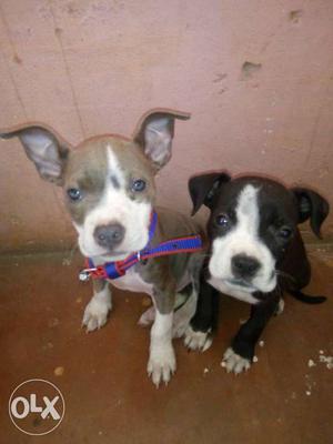 PIT BUll female pups 50 days,,,only interested