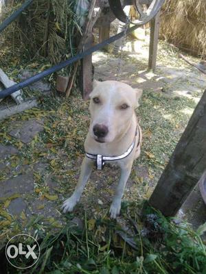 Pak bully female active nd very fast 6month age