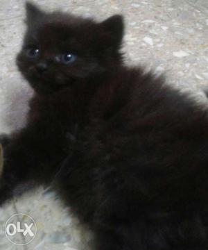 Persian male kitten.40 days old.