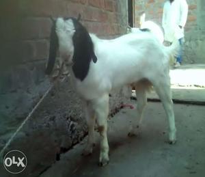 Pink skin Malwa Goat