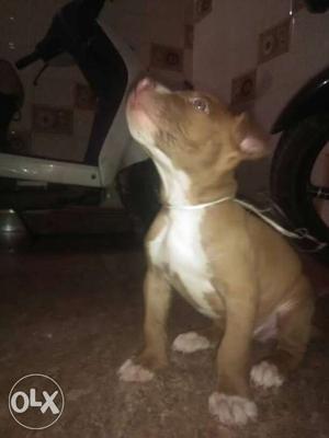 Pitbull puppy for sale 50 days old