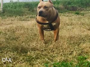 Pocket size American bully dog for sale