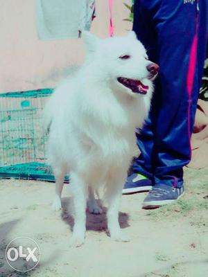 Pomeranian Female pup for sell Call me. Pure