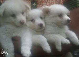 Pomerenian puppies, 40 days age