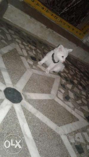 Pomerian 2 months puppy with complete white and
