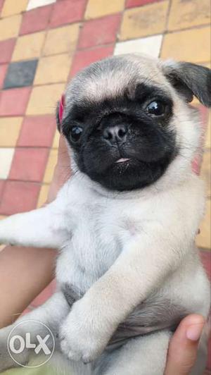 Pug Puppy Born From A grade Pug.mother pug's pic