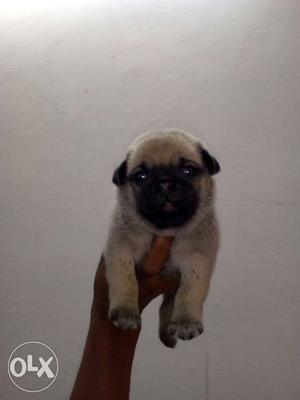 Pug heavy size male puppy available 