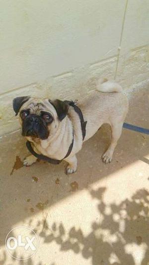 Pug male high qwality 14 months very active and