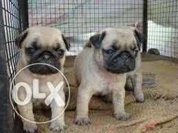 Pug puppies for sale 1 left