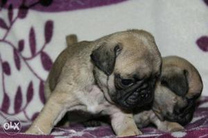 Pug puppies top quality 100% breed grantee