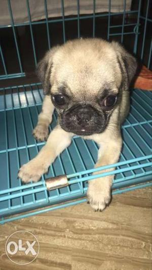 Pug puppy. Pure breed. 32 days. Male