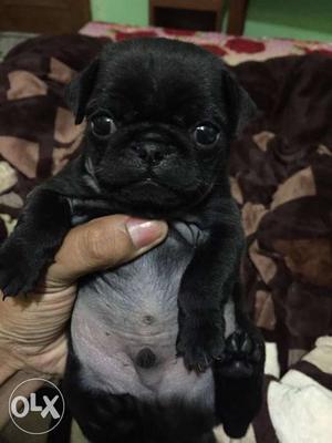 Pug puppy for sale 35 days healty