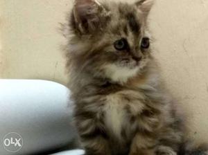 Punch face 50 day's old Persian kittens male and