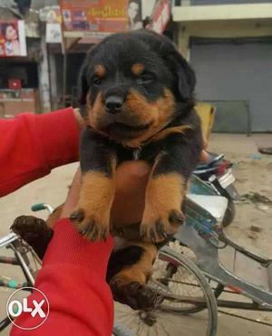 Punch face Rottweiler male puppy available and