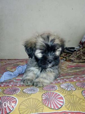 Puppy for sale (Lhasa Apso breed)