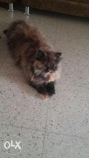 Pure Bred Persian kittens for sale.. Owners