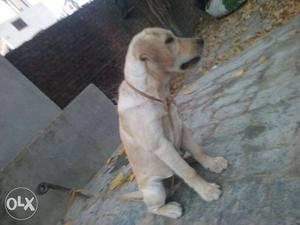 Pure MALE Labrador puppy of 4 months old.ONLY
