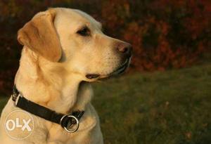 Pure Male lab for breeding we need only 3