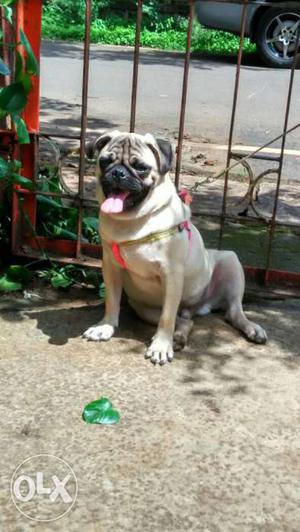 Pure Pug dog of 18 months for sale with cage.