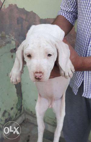 Pure White Sheru line Pakistani bully Female Puppy Sale 50