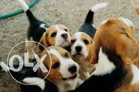 Pure breed beagle puppies for sale male and