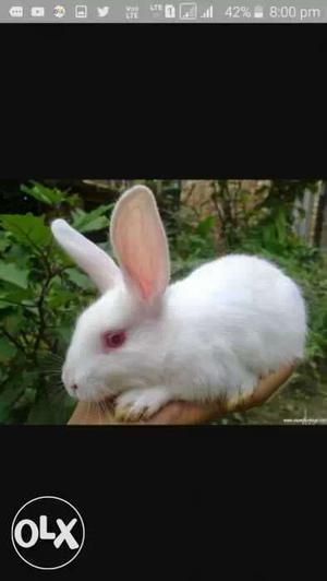 Pure white rabbits sales jodi 900rps