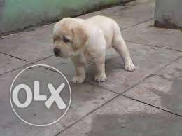 Quality Labrador puppies available with us for