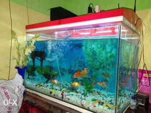 Red And White Framed Fish Tank