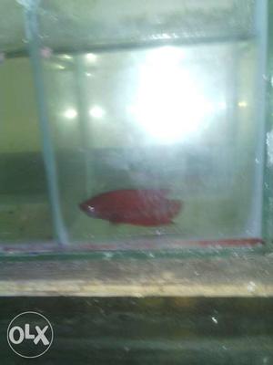 Red Fish In Chennai