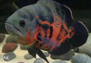 Red black Oscar fish 16 cm long won't to sell urgent