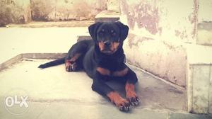 Rottweiler 6 month male very energetic