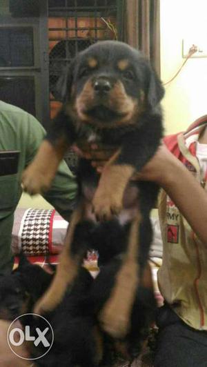 Rottweiler champion line puppies show quality