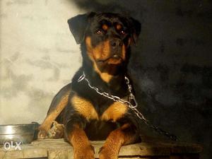 Rottweiler female age 7month. Good habits