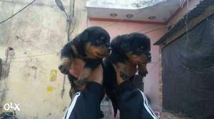 Rottweiler female puppy available.
