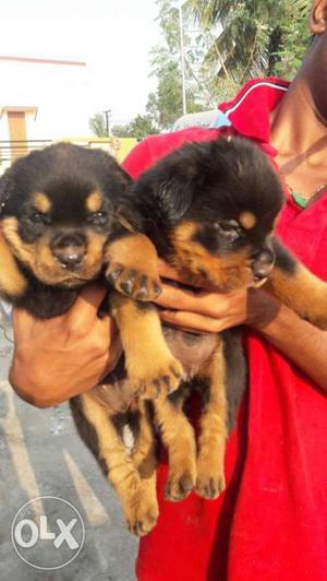 Rottweiler female with reasonable price